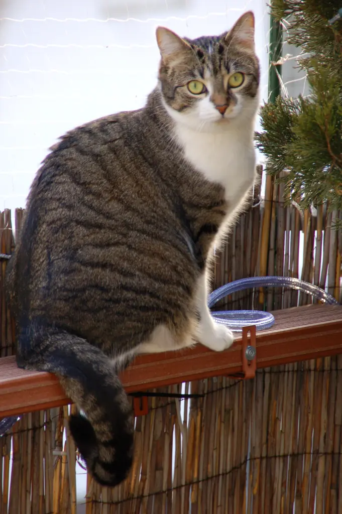 Andachtsbild von ✬¸.•*¨*•.☆Für Maja ❤️ zum Gedenken - 67 Monate✬¸.•*¨*•.☆❤️