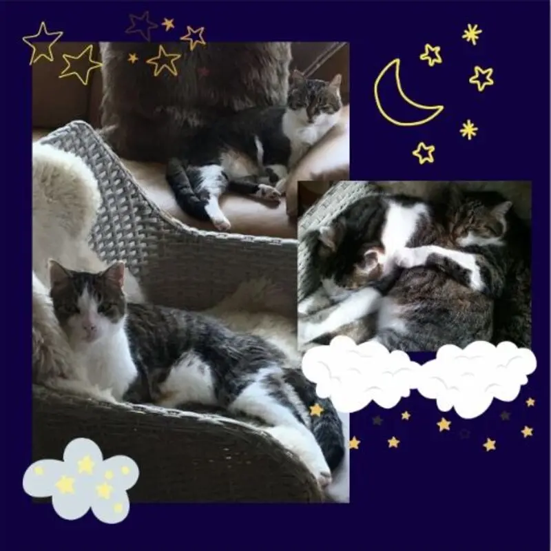 Andachtsbild von Sonntagsrosen für Maja