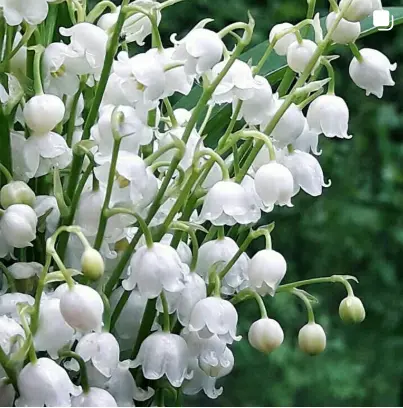 Andachtsbild von ✬¸.•*¨*•.☆ Himmelsgruß ✬¸.•*¨*•.☆❤️