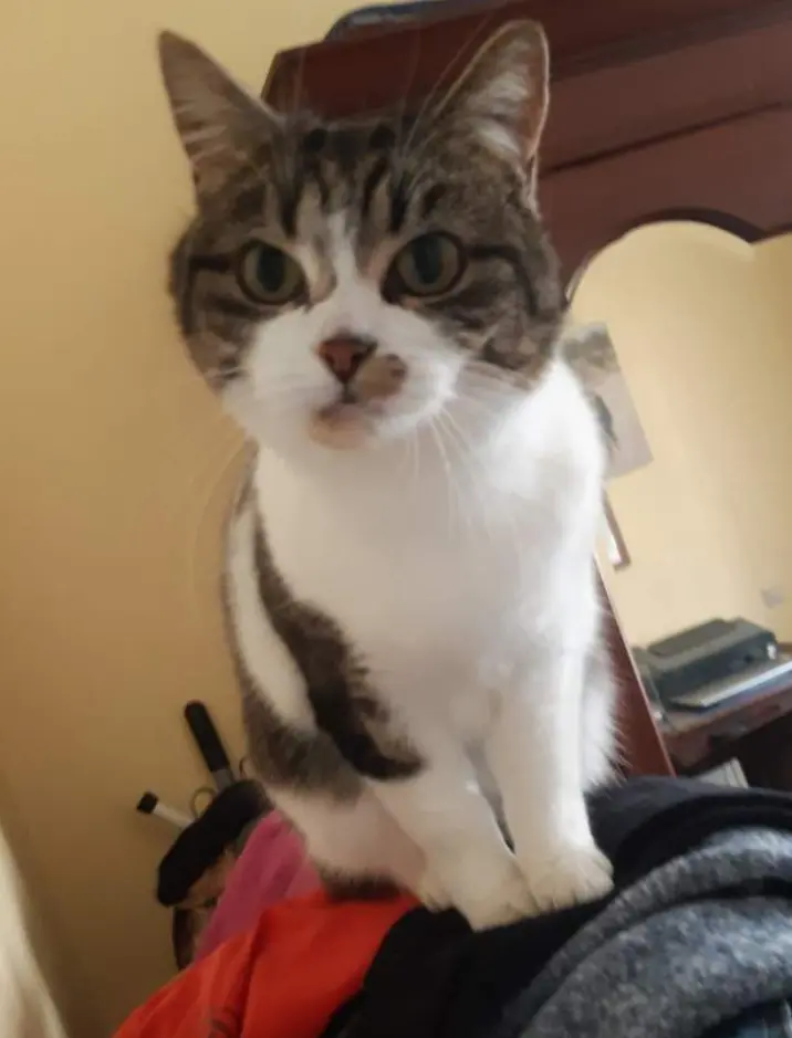 Andachtsbild von Corinna mit Emma, Vinni-Ved , Linette,Jengi, Pummelchen und anderen Sternleine im Herzen