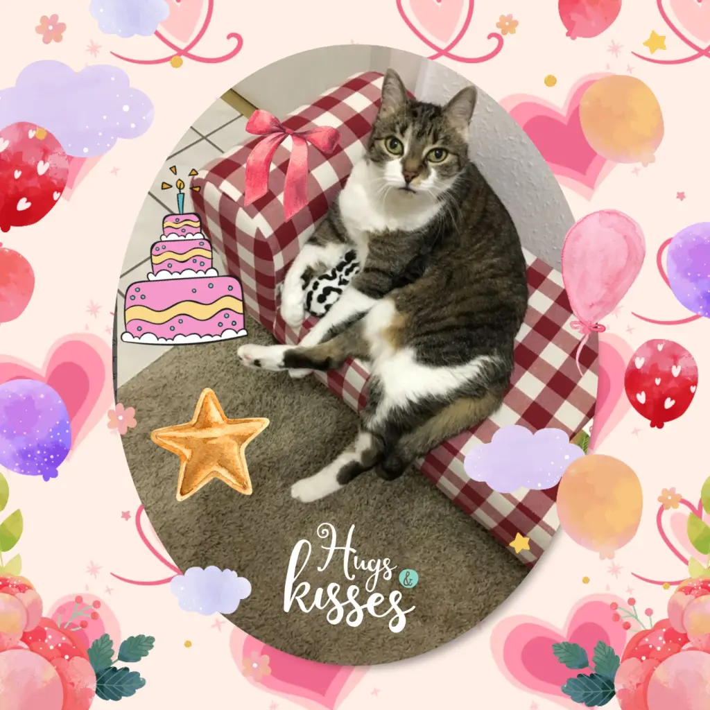 Andachtsbild von ❤️6. Sternchengeburtstag Maja-Bou ❤️ 