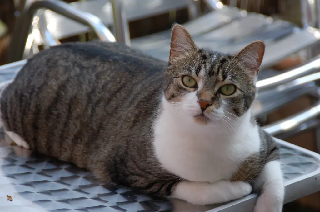 Andachtsbild von  ｡༅:✰:༅｡❤️Himmlische Grüße zum 6. Sternchengeburtstag❤️｡༅:✰:༅｡