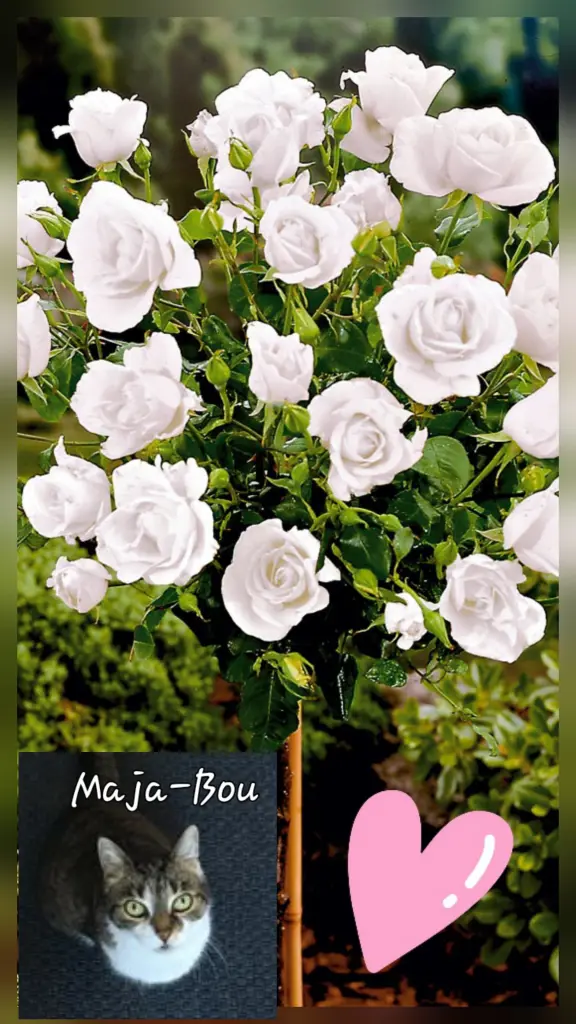 Andachtsbild von ♥️Majas 6.Sternchengeburtstag♥️