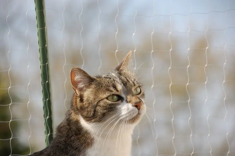 Andachtsbild von  *ೃ.•´¸.•*´*ೃ☆❤️ Sternchengrüße für Bou❤️*ೃ.•´¸.•*´*ೃ☆