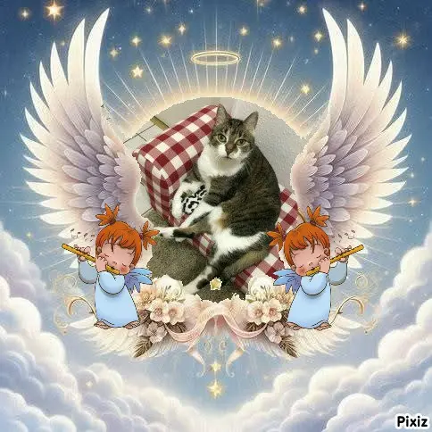 Andachtsbild von Tanja mit Timmy im 💘🐈🐾