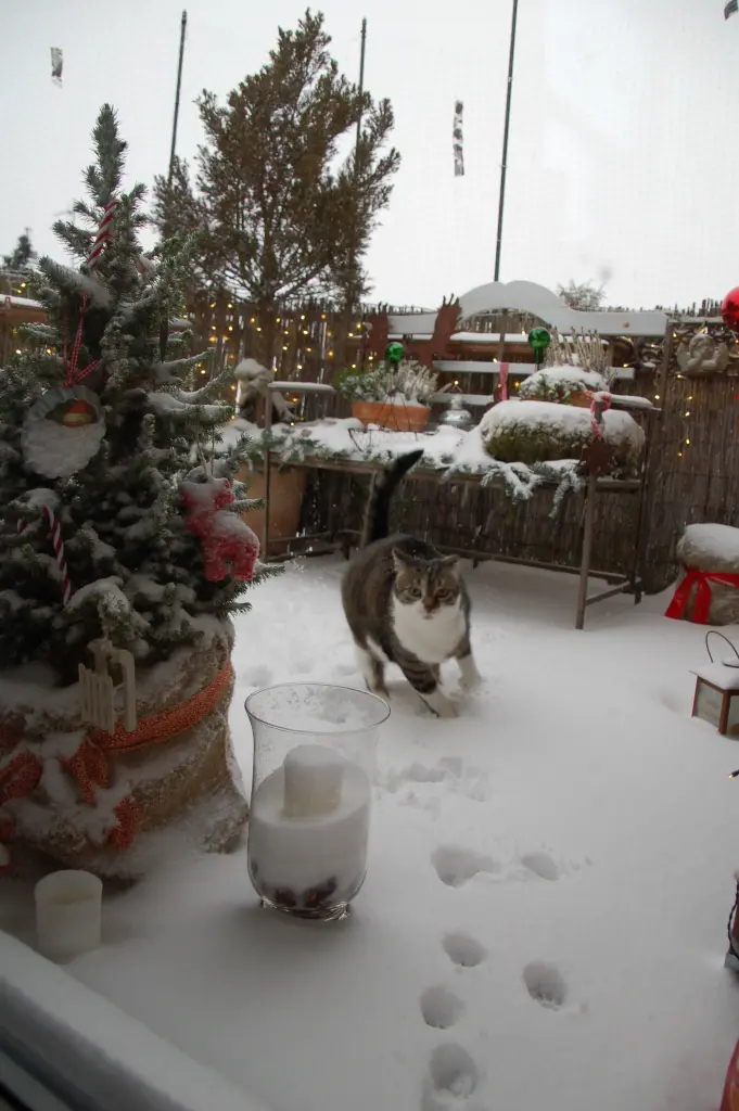 Andachtsbild von ✨*.¸¸.•*✨*.¸¸.•*✨Schneeflöcken nur für dich✨*.¸¸.•*✨*.¸¸.•*✨