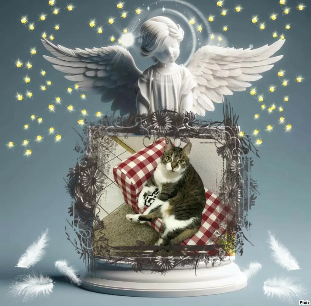 Condolence image of Tanja mit Timmy im 💖🐈🐾