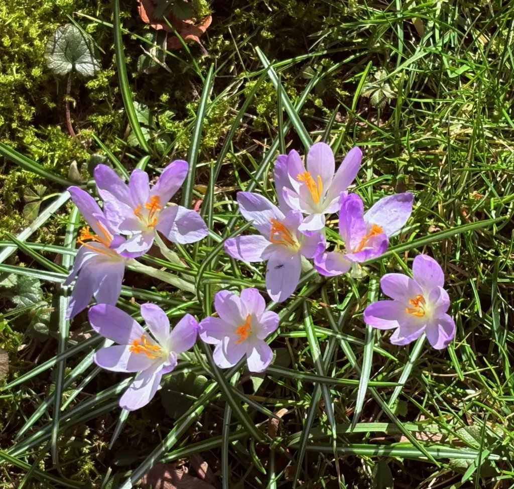 Andachtsbild von 🌸¸.•*🌺🌷🌸Sternchengrüße 🌺🌷🌸*•.¸🌺