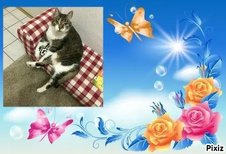 Andachtsbild von Tanja mit Timmy im 💖🐈🐾