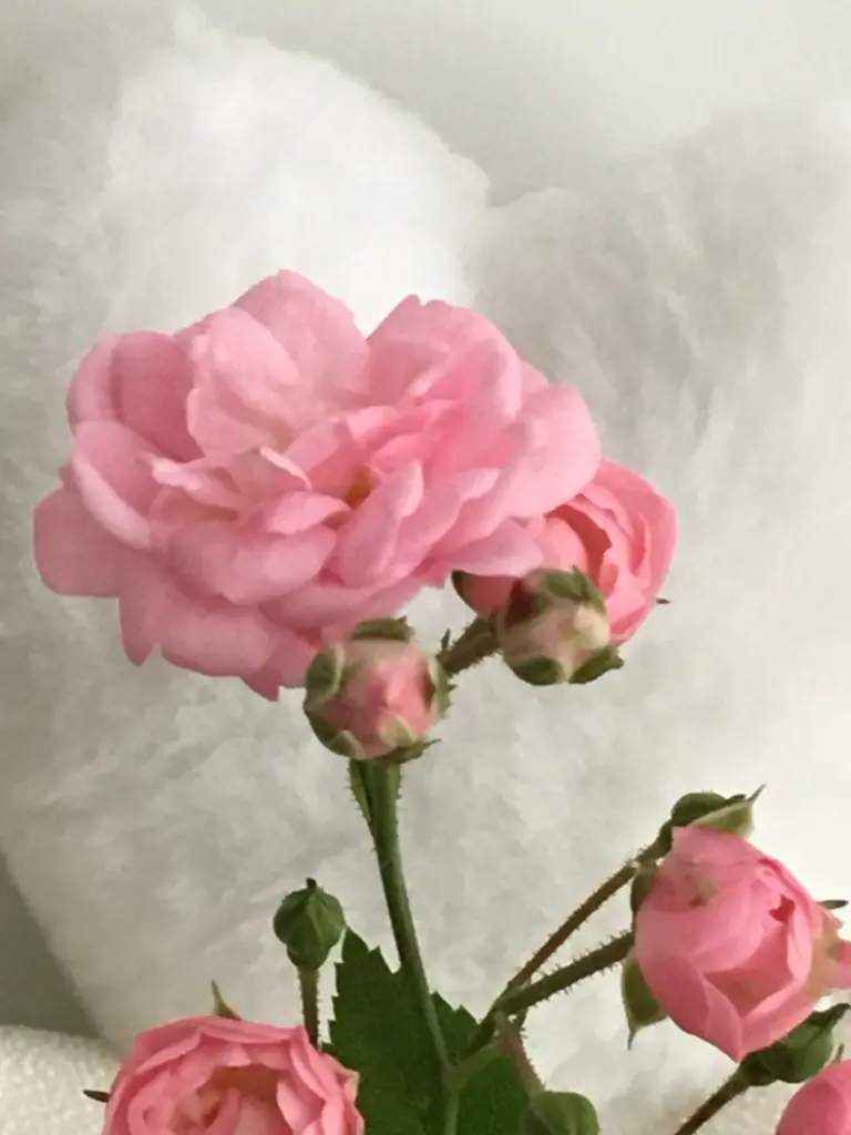 Condolence image of 💖A&S💖