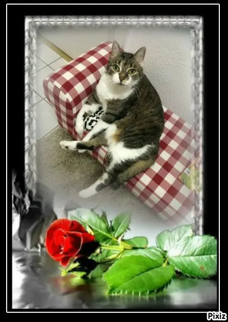 Condolence image of Tanja mit Timmy im 💖🐈🐾