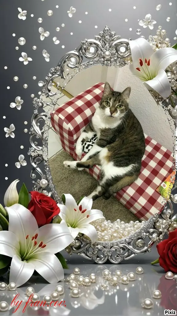 Condolence image of Tanja mit Timmy im 💖🐈🐾