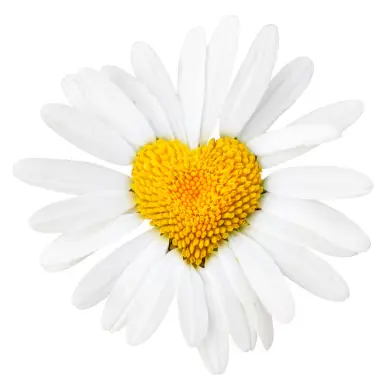 Condolence image of .·:*✫*:·.😻.·:*✫*:·.😽.·:*✫Nachtrag*:·.🐱.·:*✫*:·.😻.·:*✫*:·.