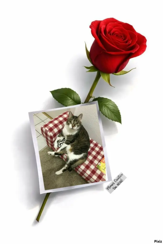 Condolence image of Tanja mit Timmy im 💖🐈🐾