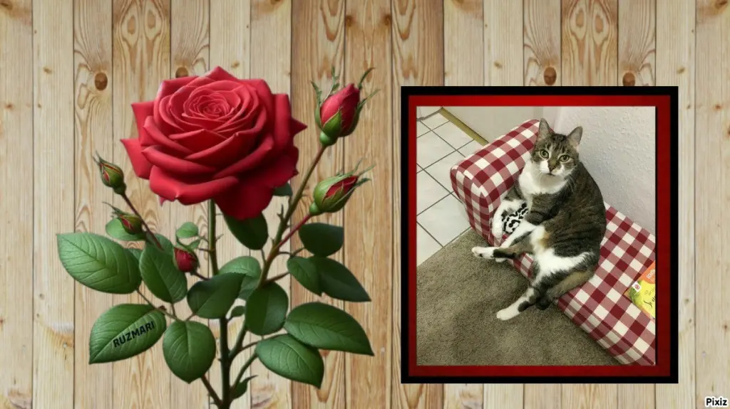 Condolence image of Tanja mit Timmy im 💖🐈🐾