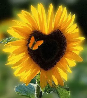 Condolence image of 💛A&S💛