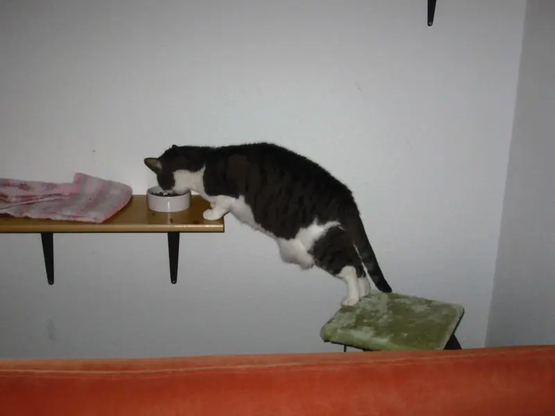 Image from Tiger