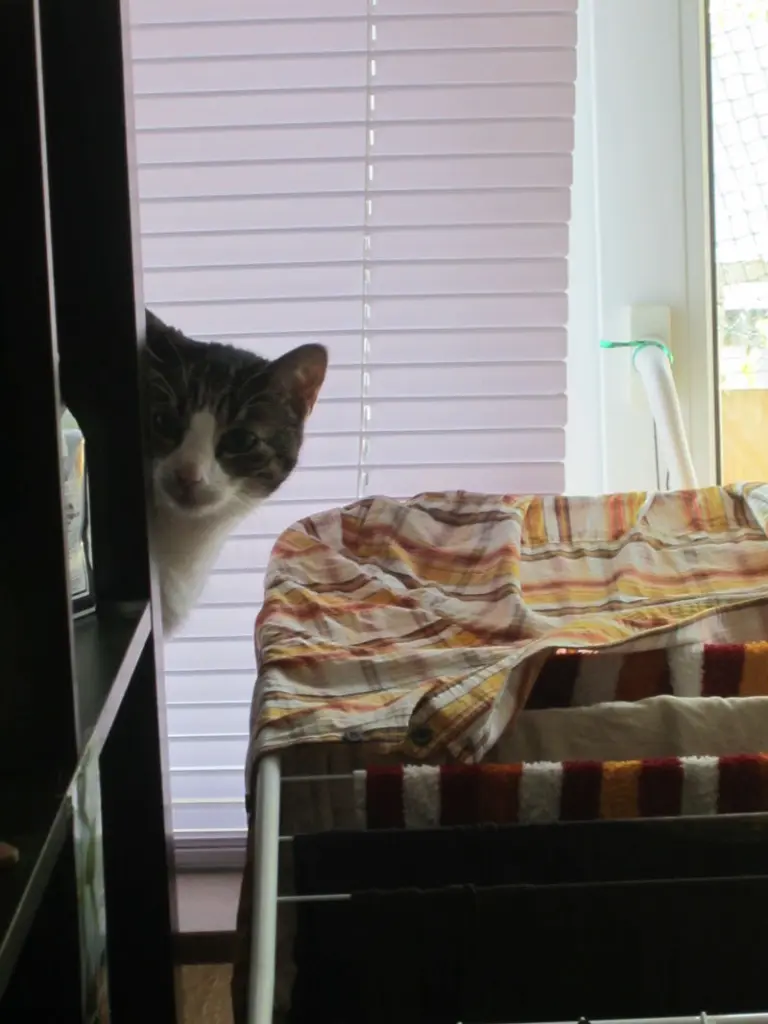 Image from Tiger