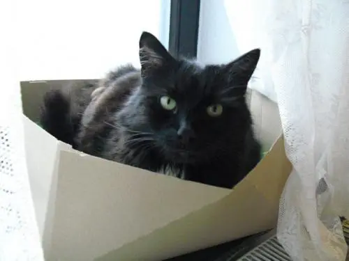 Image from Balou