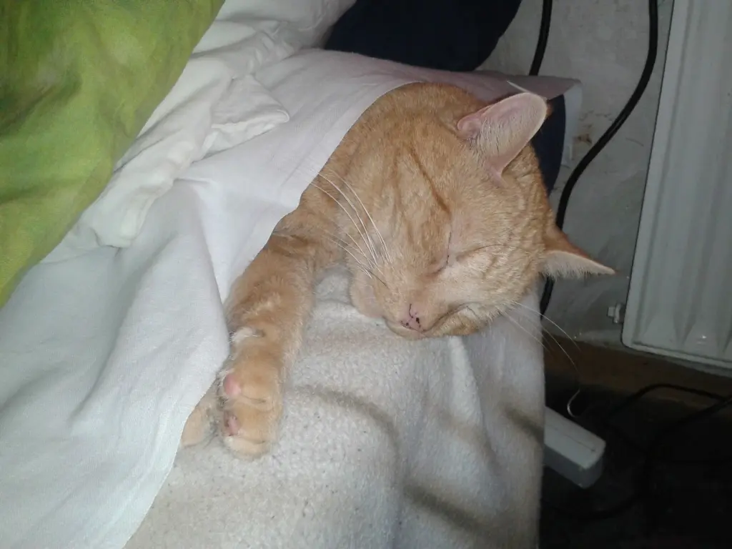 Image from Garfield