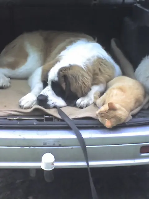 Image from Garfield