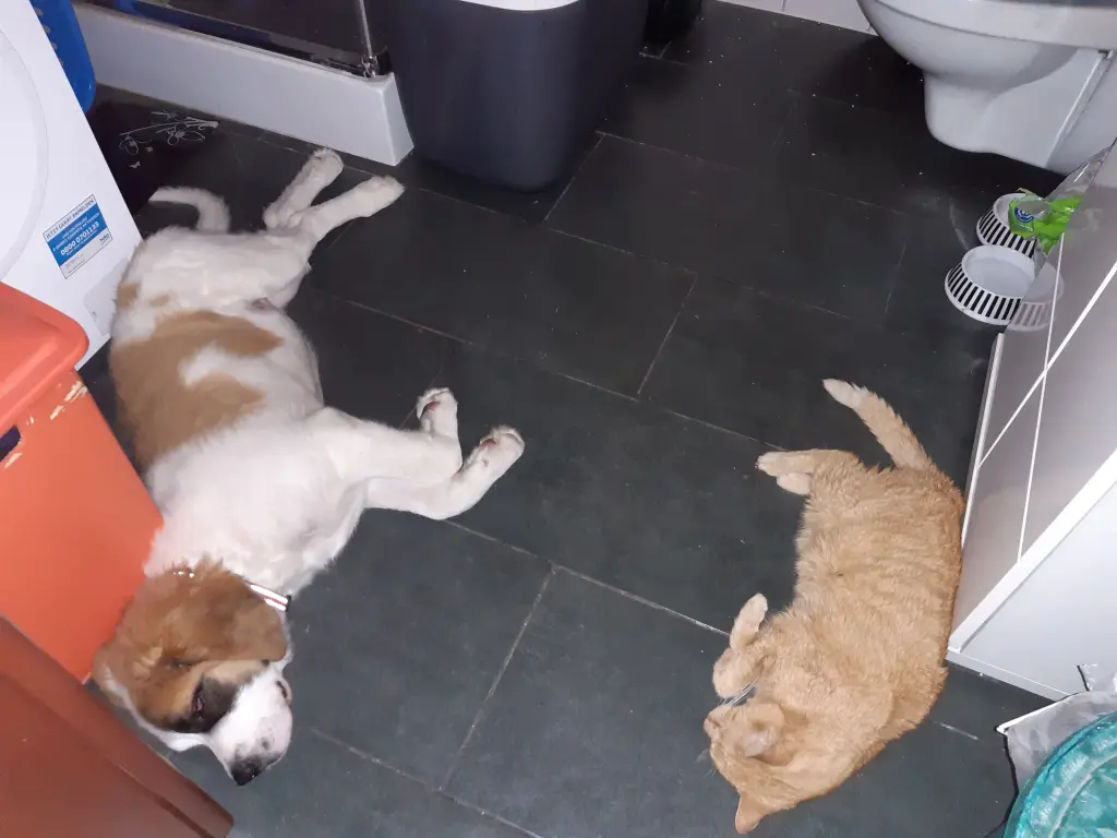 Image from Garfield