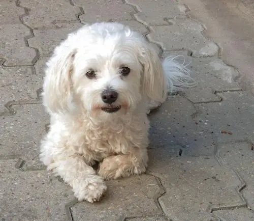Image from Sissi