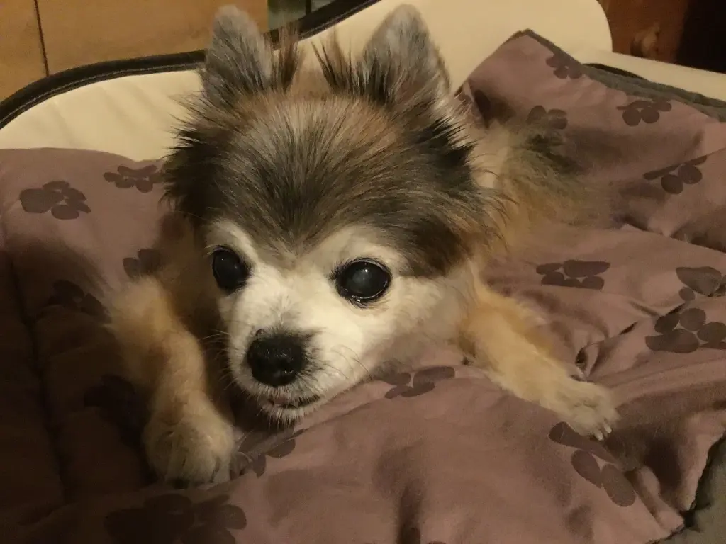 Bild von Merlin