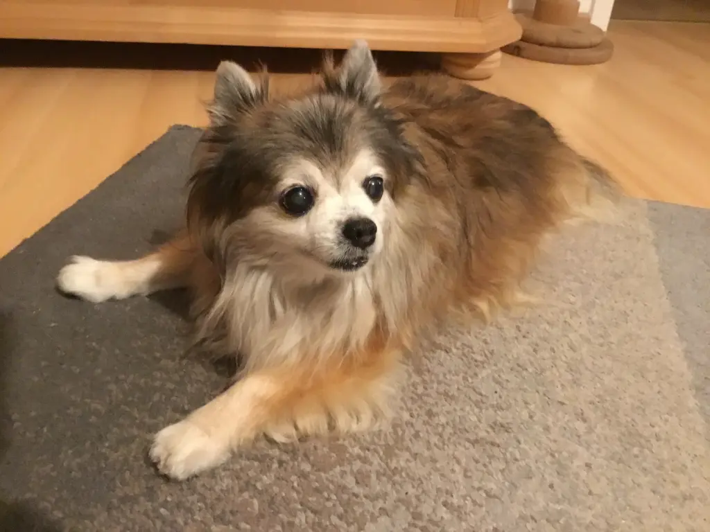Bild von Merlin