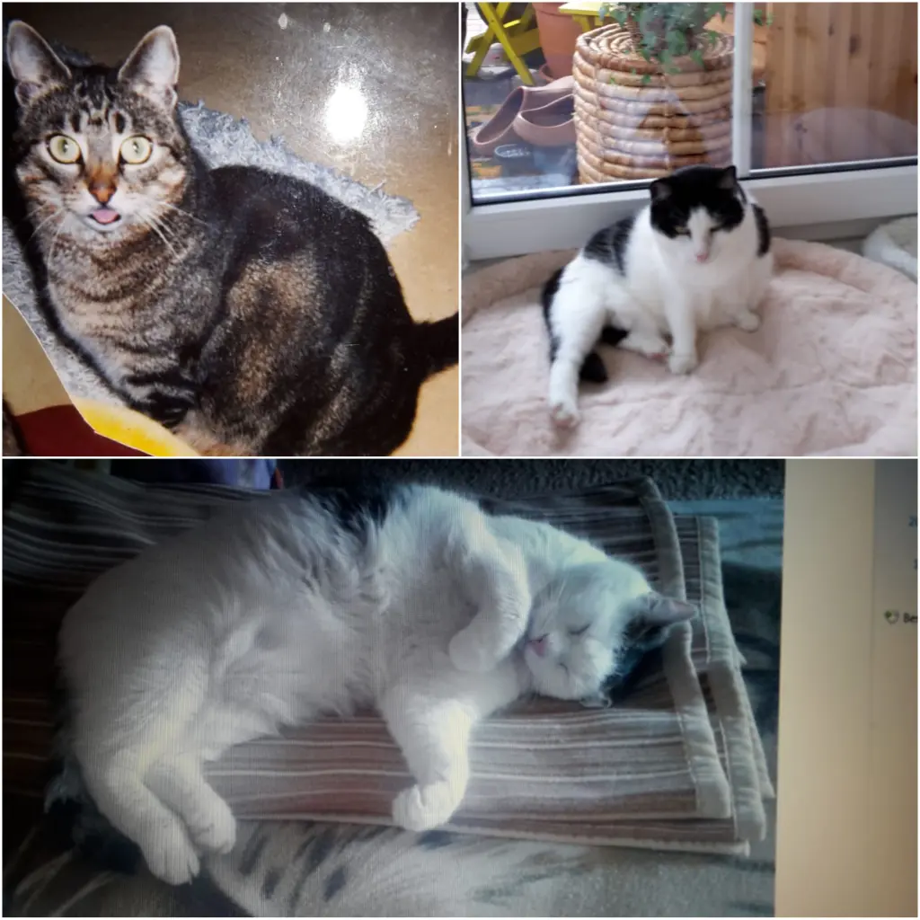 Condolence image of Eike und Edeltraud mit Mulle Miezi und Jonny tief im Herzen ♥️