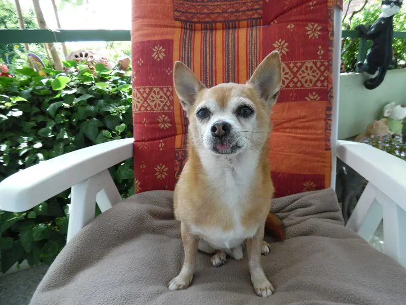 Condolence image of Irene mit Jimmy tief im Herzen