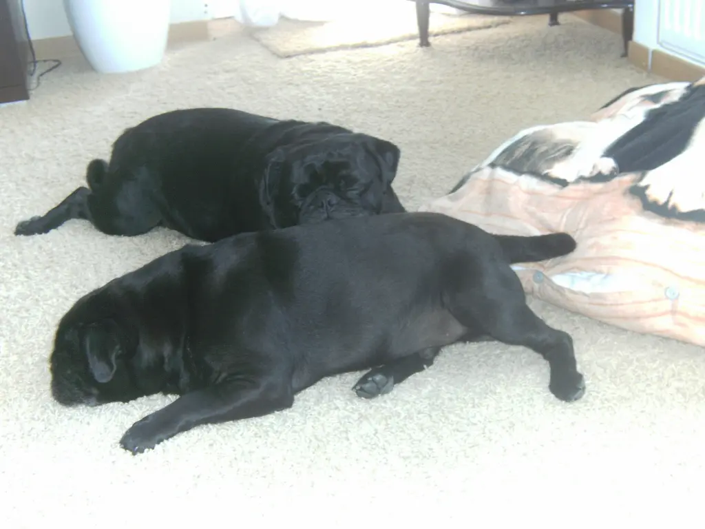 Condolence image of Cornelia mit Bruno & Barni im Herzen