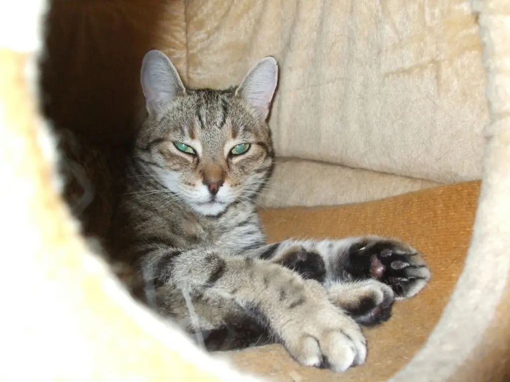 Condolence image of Carola