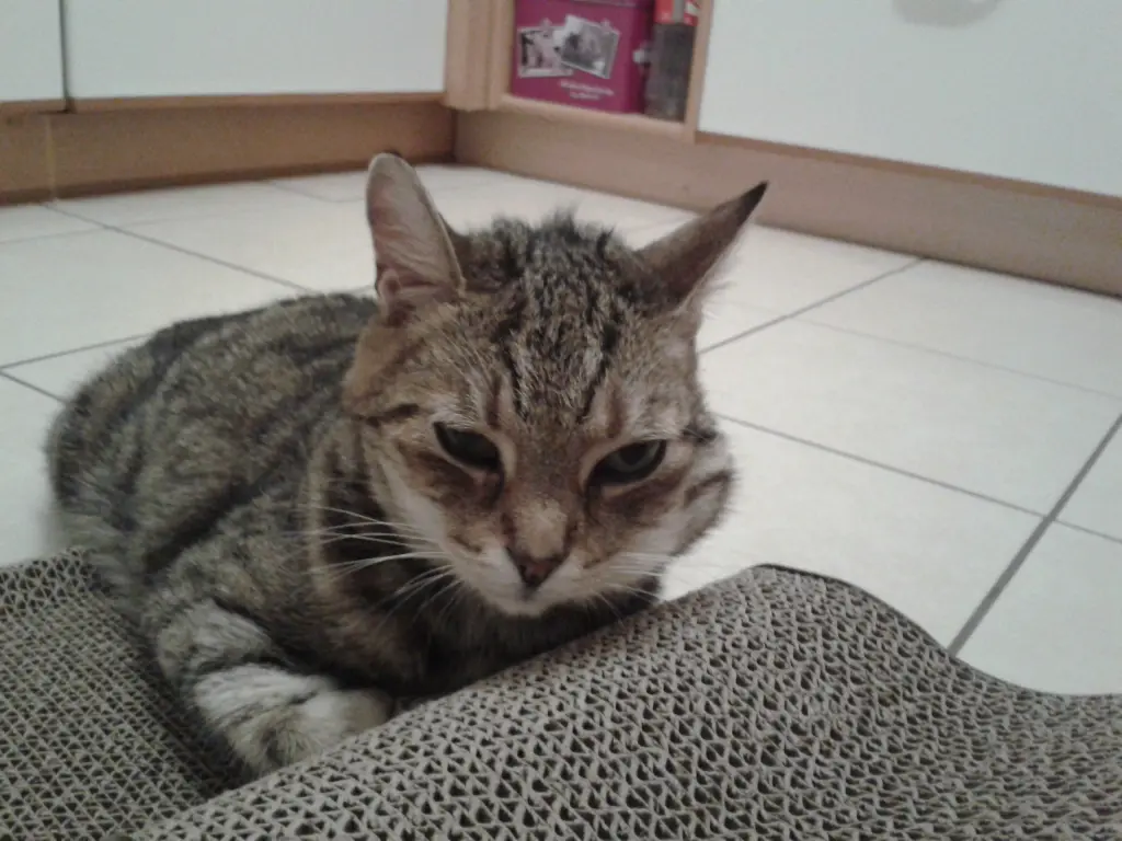 Condolence image of Carola