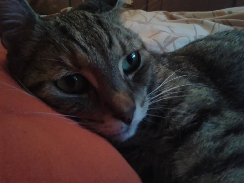 Condolence image of Carola