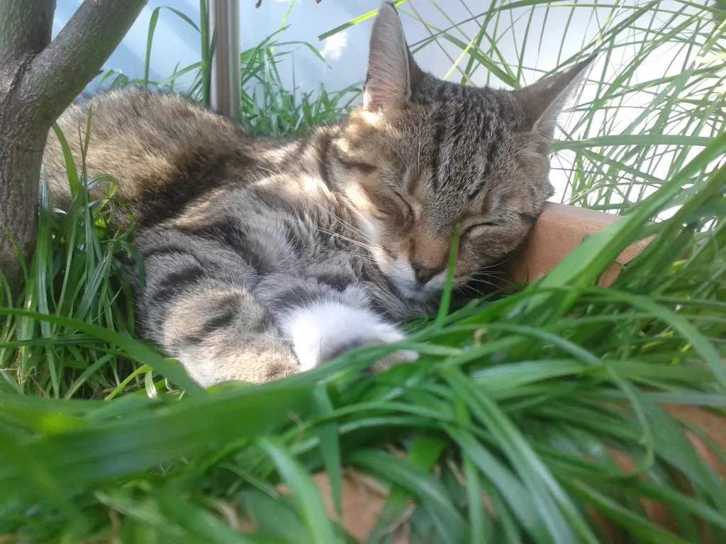 Condolence image of Carola