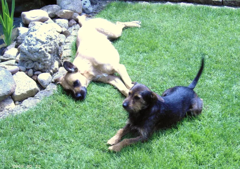 Andachtsbild von Frank