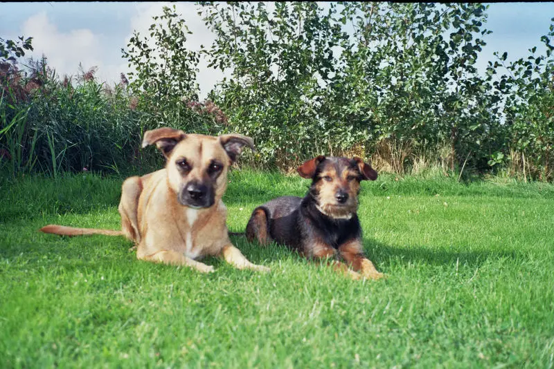 Andachtsbild von Frank