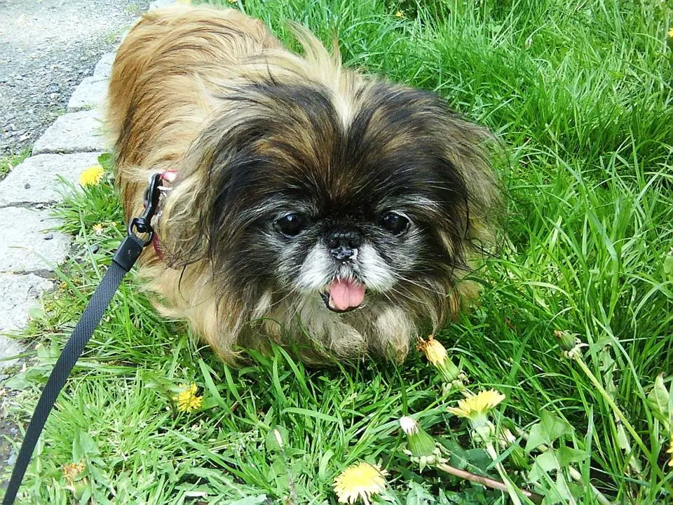 Andachtsbild von Annette