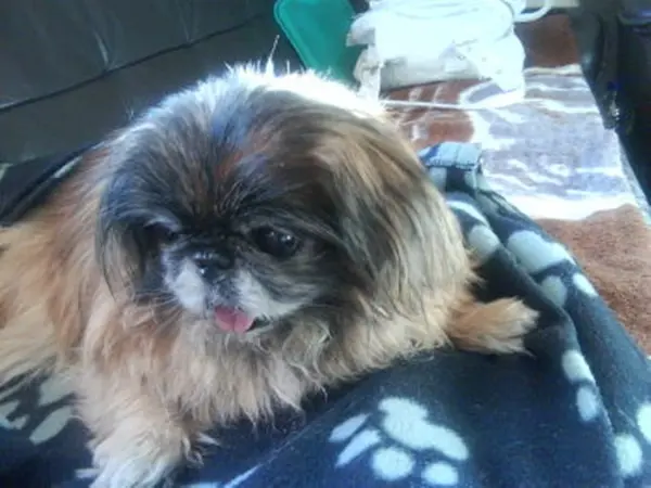 Andachtsbild von Unbekannt