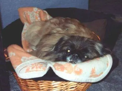 Andachtsbild von Annette