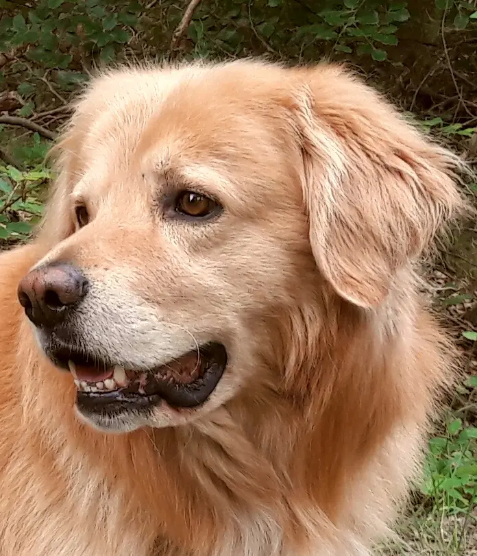 Condolence image of Constanze mit Shiloh +12.07.2019