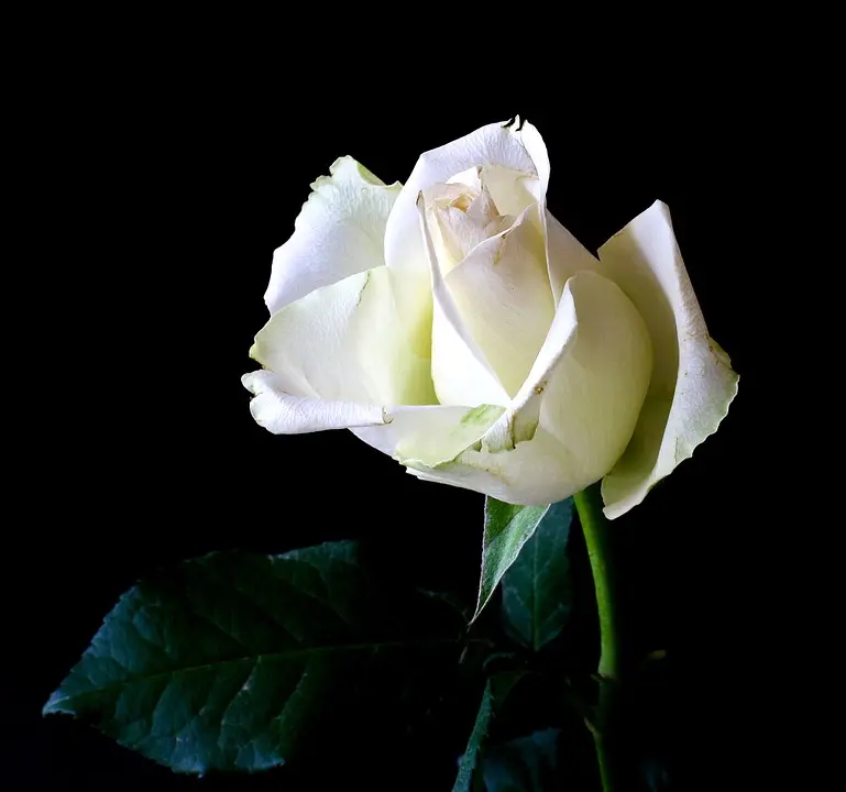 Condolence image of Angelika