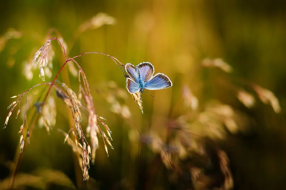 Condolence image of Angelika