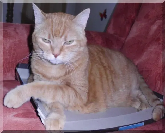 Condolence image of Angelika ,die Dich sehr vermisst.