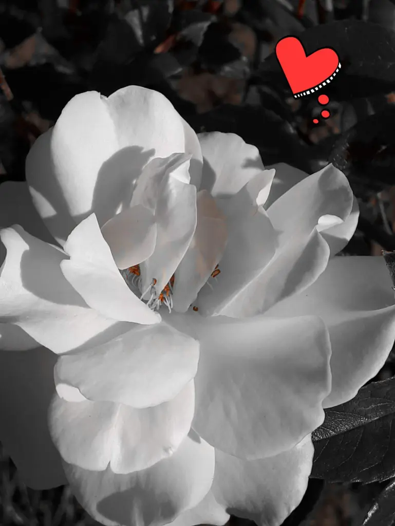 Condolence image of Unbekannt