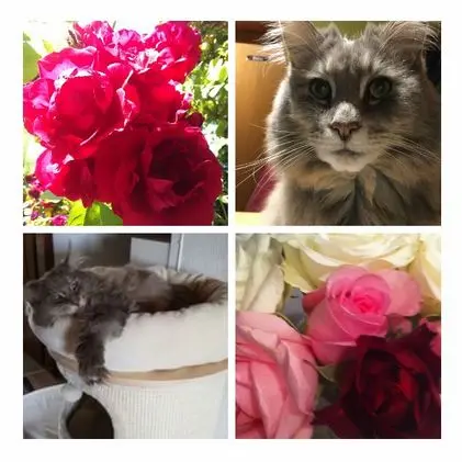 Condolence image of Geburtstagsrosen für Sam