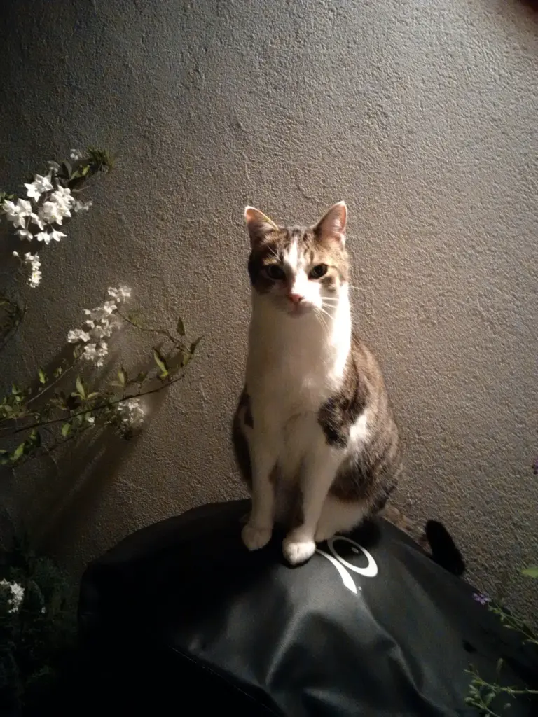 Condolence image of Anja mit Maja im ♥
