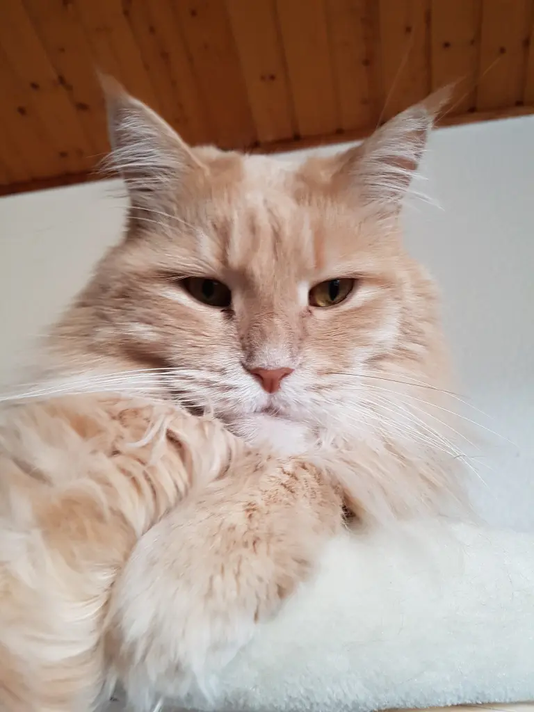 Condolence image of †19Wochen†