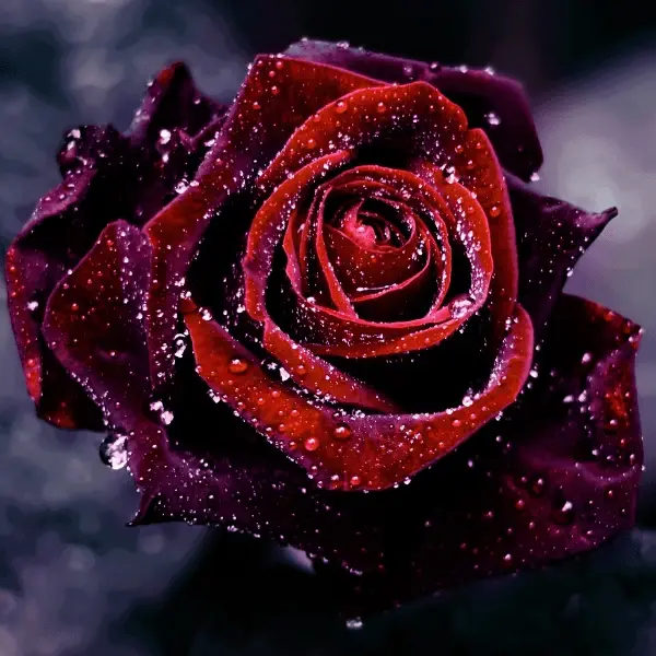 Condolence image of †27 Wochen†